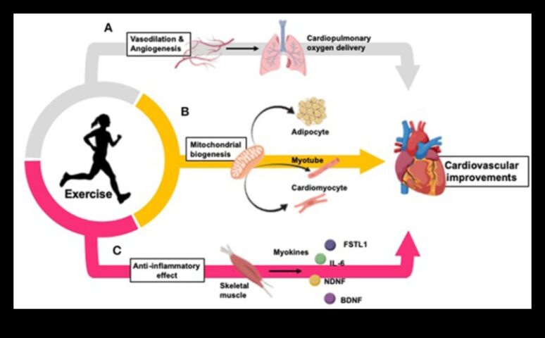 Pătrunderea pavajelor, pomparea inimii Cum exercițiul îmbunătățește sănătatea cardiovasculară